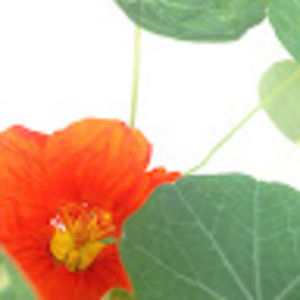 Meet your Posher, Tropical island realty